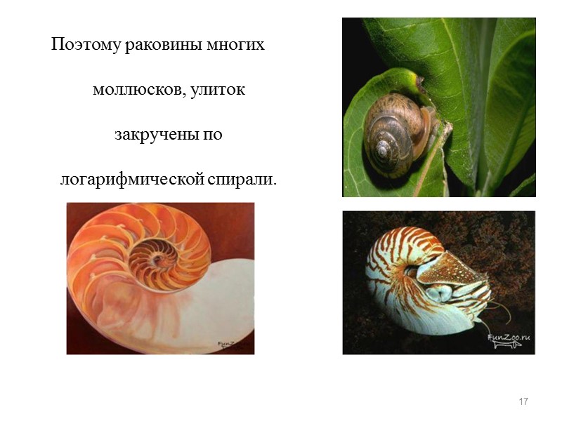 Поэтому раковины многих моллюсков, улиток закручены по логарифмической спирали.  17